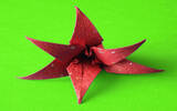 折纸变出朵朵灿烂花　原价 US$ 1.99《 Origami Flowers 》限免