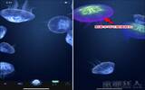 Jellyfish Heaven 极疗愈的水母天堂（iPhone, Android）