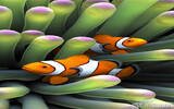 模拟养成 – 3D 水族箱 Sim Aquarium – Anemone Clownfish [iPhone]