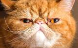 奇趣猫表情 iMessage 贴图《 Cat Stamp 》限时免费