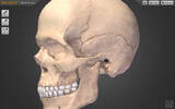 学习辅助 骨架盒：BoneBox™ – Skull Viewer [Mac]