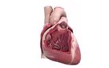 3D4Medical发布心脏解剖APP，库克点名表扬的公司