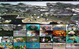 儿童教育 – 野生动物园高清版 iLive Animal WorldiLive Animal World HD [iPad]